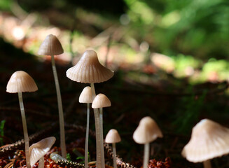 Close up, subtly lit image of some common bonnet mushrooms. Botanical name Mycena galericulata. Delicate filament like stems hidden in the forest. Focus is the upper left third intersection. 