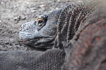 The komodo dragon and habitat in Komodo national park, Indonesia.