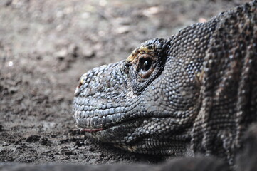 The komodo dragon and habitat in Komodo national park, Indonesia.