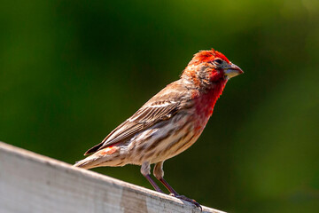 Pretty Purple Finch