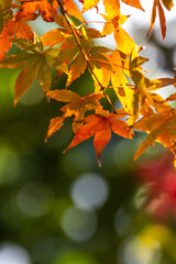紅葉　秋のイメージ