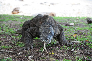 The komodo dragon and habitat in Komodo national park, Indonesia.
