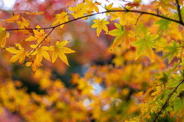 紅葉　秋のイメージ