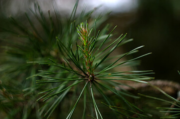 a young sprout on a Pine branch