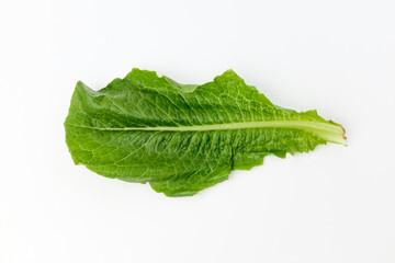 Fototapeta premium Romaine lettuce on white background