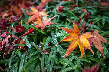 紅葉　秋のイメージ