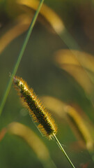 Tiges de blé dans un champ de maïs