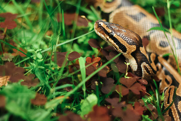 A snake creeps in the grass. Python crawls on the ground. The snake lies in the grass.