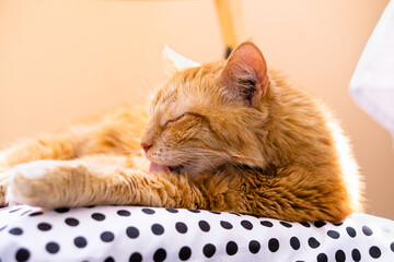 Lazy ginger cat relaxing at home laying on cozy pillow grooming himself