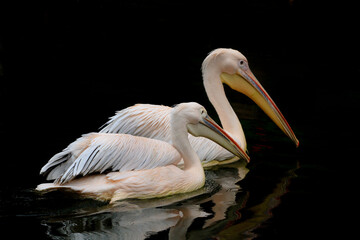 two pelicans