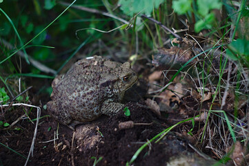 a large ground toad among the grass