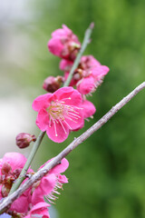 紅梅　初春イメージ