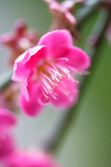 紅梅　初春イメージ