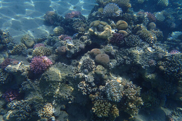 Plakat coral reef in Egypt in Hurghada