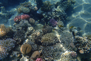 Fototapeta na wymiar coral reef in Egypt in Hurghada