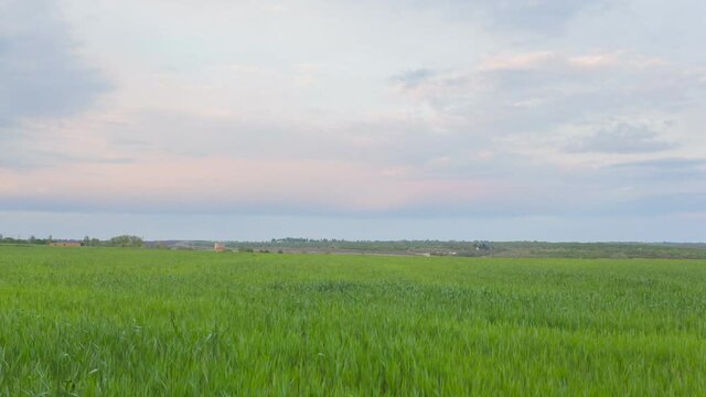 green rural wheat field at the twilight, countryside time lapse scene