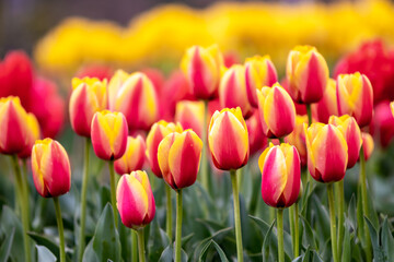 チューリップの花　春のイメージ