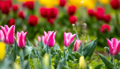 Fototapeta premium チューリップの花 春のイメージ