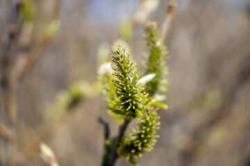 Green leaves on thin branches. Spring tree with small green leaves