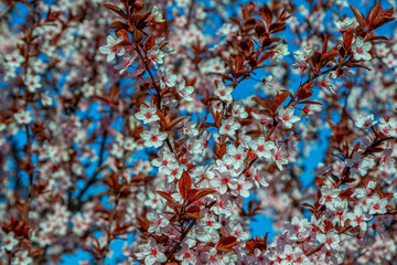 Beautiful blooming cherry tree branches with pink flowers growing in a garden. Spring nature background.