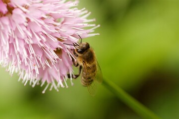 Biene auf rosaBlüte