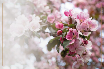 Obraz premium Beautiful pink blossoming background with golden frame border. Spring blooming branches. Natural scene. Paradise apple tree in nature bright daylight. Valentine's day or Mother's day theme.