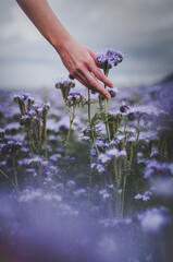 Woman`s hand softly touching purple booming flowers in the flower field. Freedom, outdoors.