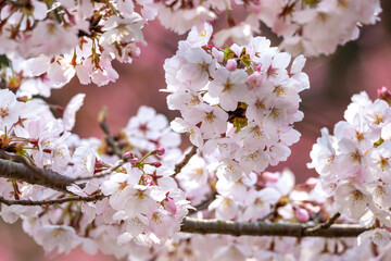 Obraz premium 桜の花 春のイメージ