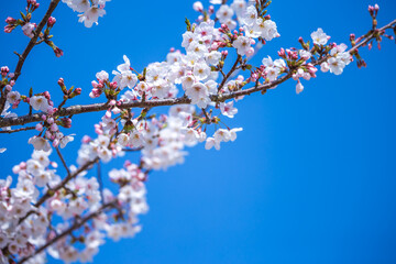 桜の花　春のイメージ