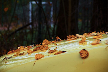 autumn leaves that fell on a wet car after the rain