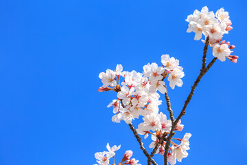 桜の花　春のイメージ