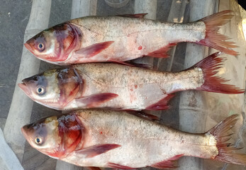 fresh fish on a market stall food natural