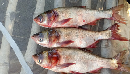 fresh fish on a market stall food natural