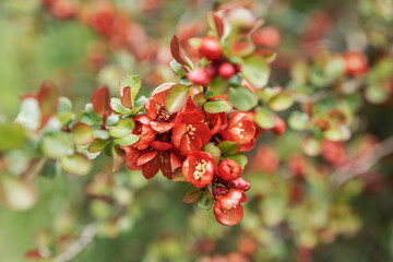 Japanese quince Bush with red flowers on a cloudy day. Natural background. Botanical postcard