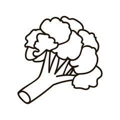 Vector line broccoli. Cartoon hand drawn cabbage