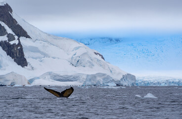 Tale of a humpback whale in Antarctica in 