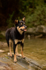 Cute pure breed pedigree australian kelpie young dog puppy posing on  the rock in the stream