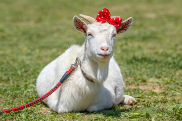 Obraz premium ヤギのポートレート