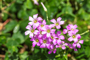 ムラサキカタバミの花