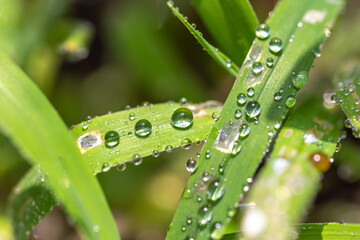 緑と水　環境とエコのイメージ