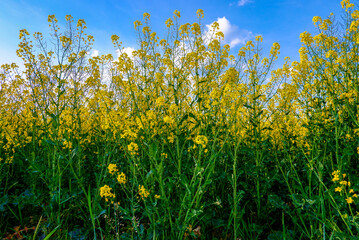 Rapeseed field in Hungary