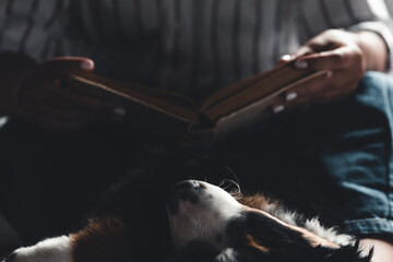 woman and dog lifestyle image. Bernese Mountain Dog is sleeping in his arms.