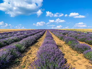 Fototapeta na wymiar Lavender field in Hungary