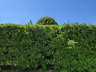Fototapeta na wymiar a fence of bushes