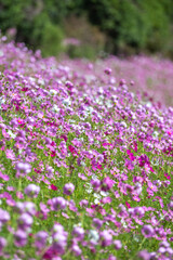 Fototapeta premium Pole Kosmos Obraz jesień