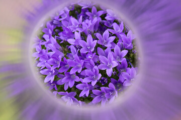 fiori viola