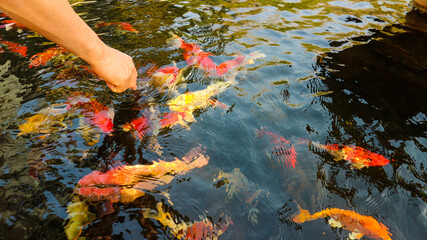 Many colorful koi fish play in the pool and wait for the party. The concept of fighting for food Decorative fish for the park area