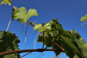 Particolari di piante di vite, foglie e tralci, in un vigneto in tarda primavera