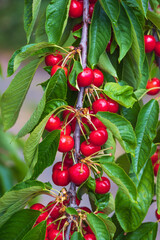 Nahaufnahme von leckeren frischen reifen roten Kirschen am Baum