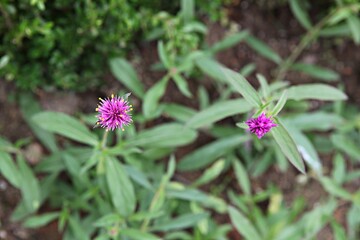 한국 과천 서울대공원(동물원)입니다